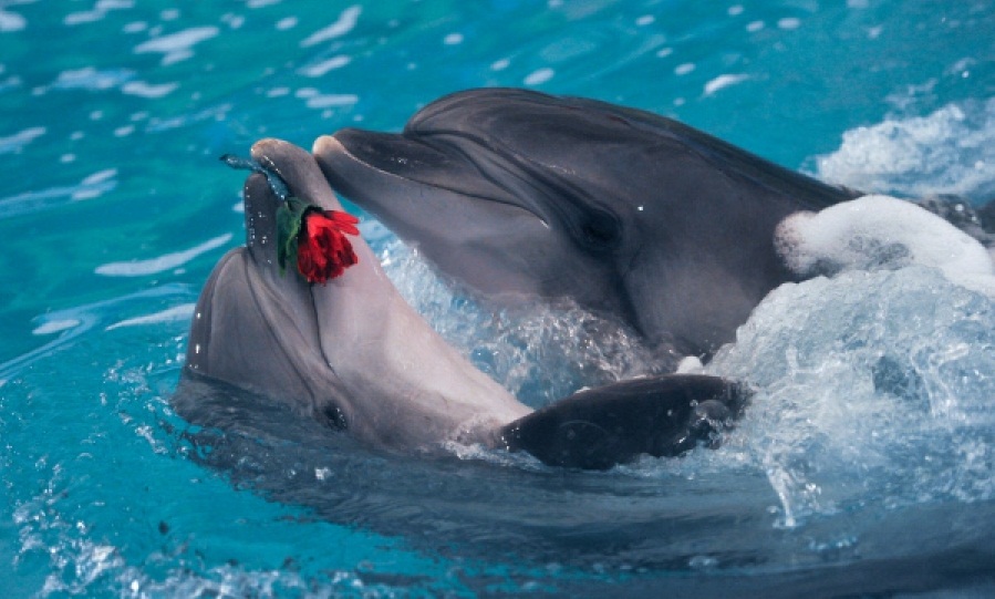 Дельфинарий варадеро. Размножение дельфинов. Касатка в дельфинарии и дельфины. Московский дельфинарий. Дельфин половой.